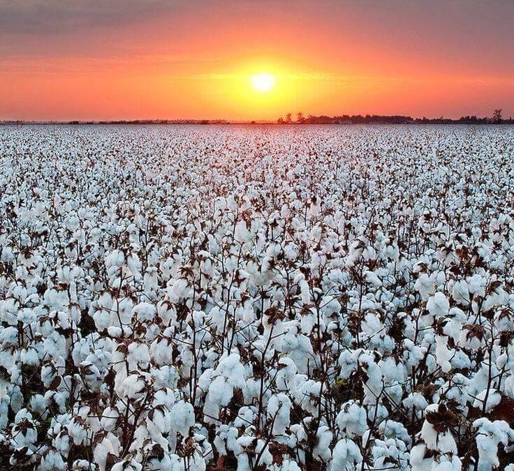 Irrigated Farm Portfolio
